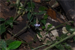 Strobilanthes ciliatus